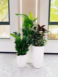 宁波江北花卉出租服务好