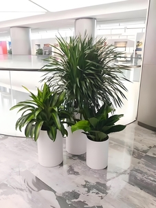 走进宁波绿化养护，感受绿色背后的努力！